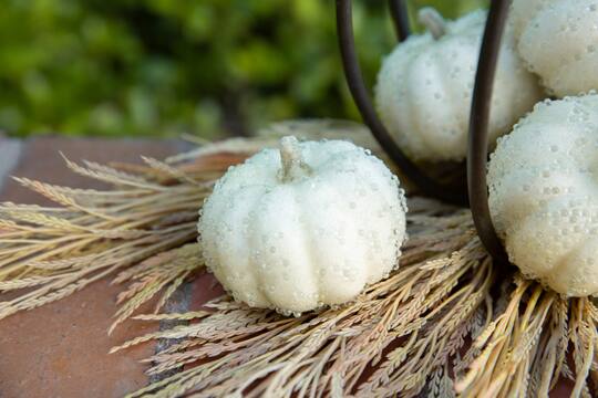 Flora Bunda® Beaded Cream Pumpkins Set